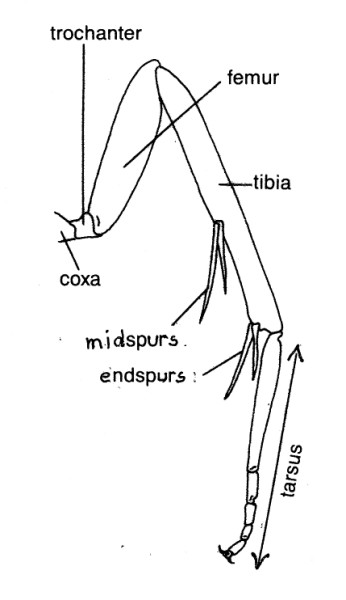 Tibia of hindleg with midspurs.